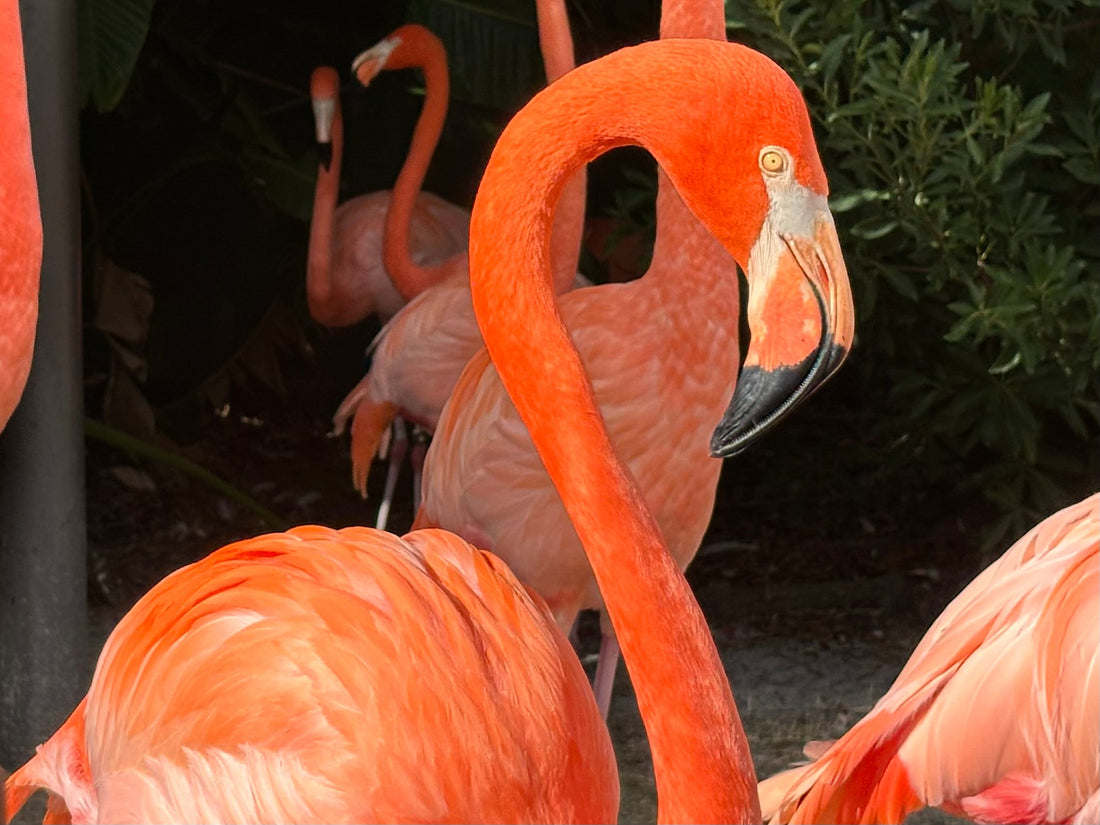 Big News: New Bills Filed to Make the American Flamingo Florida’s State Bird
